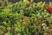 sedum 