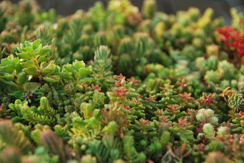 sedum 