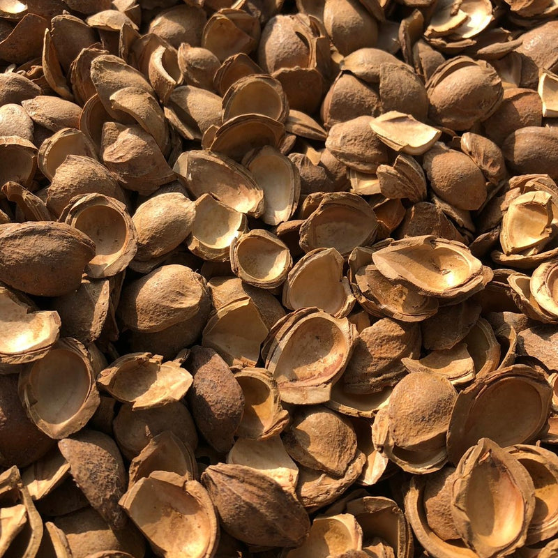 Abrikoos pitten shell