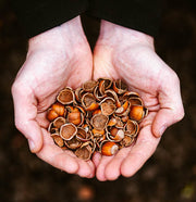 Hazelnoot Nocciolo