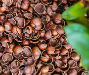 Hazelnootdoppen bodembedekker