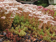 Sedum album Coral carpet