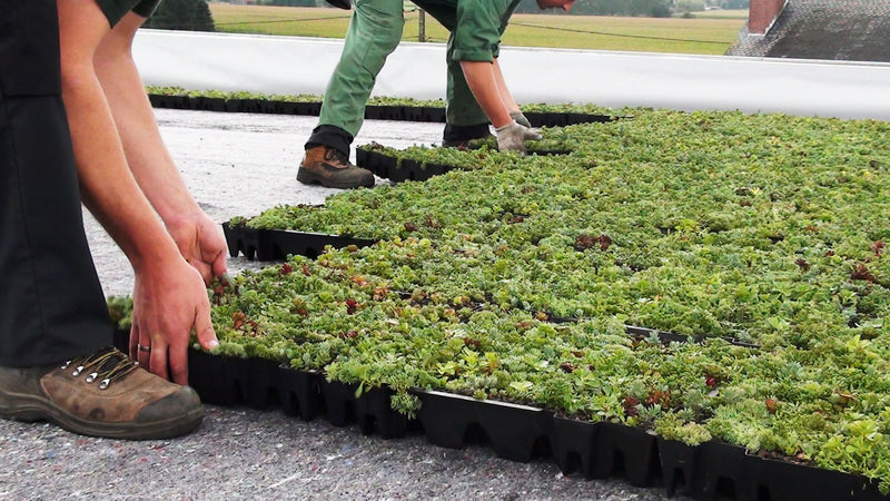 Click_n_go_Sedumtray cassette