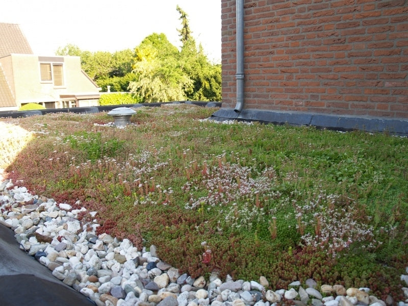 Traditioneel Sedumdak-systeem 15–20° – Compleet | Prijs 1,2 m²