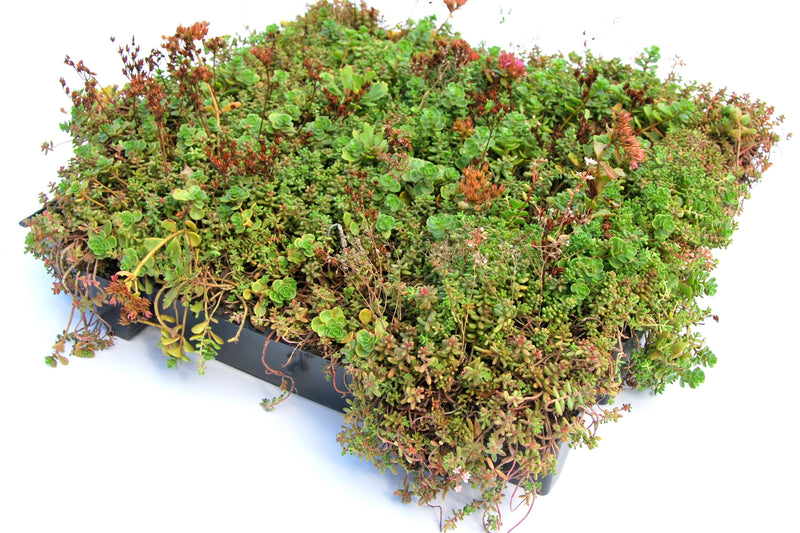 Sempergreen_Click_n_go_Sedumtray