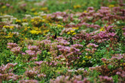 Sempergreen sedum beplanting 