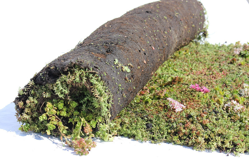 Sedummixmat 060 - voorbegroeide vegetatiemat 0–20° | Per 1,2 m²