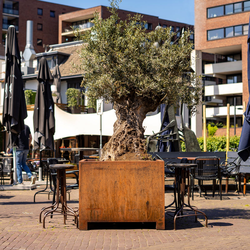 CARREZ vierkante cortenstaal plantenbak 100x100x60 met poten