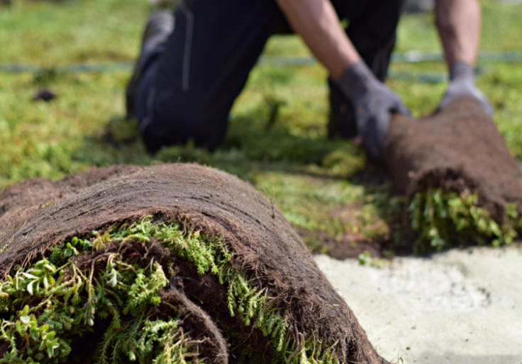 lichtgewicht sedum op rol 
